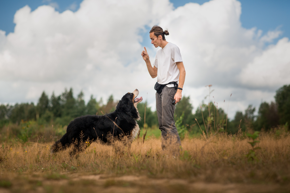 basic dog obedience commands