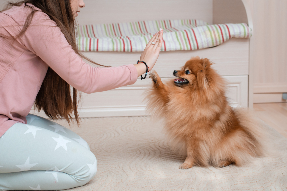 positive reinforcement for dogs